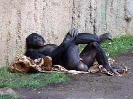 У 51-летнего музыканта лопнули брюки, обнажив перед зрителями генитали