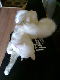 Рука в… лапе