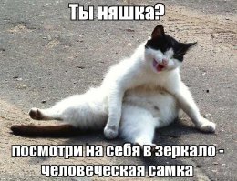 11 глупых котов, которые никак не могут понять, как работают стёкла