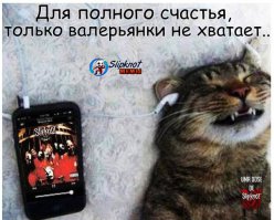Кот