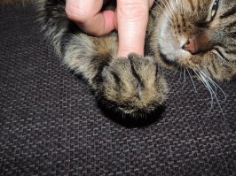 Рука в… лапе