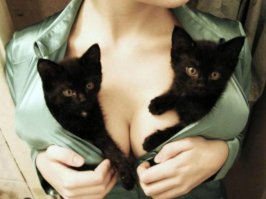 Весь надой в цепких кошачьих лапах)