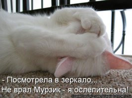 11 глупых котов, которые никак не могут понять, как работают стёкла