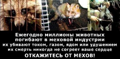 Прелесть рыженькая! 
Спас лисёнка!