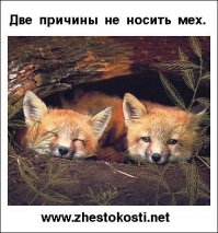 Прелесть рыженькая! 
Спас лисёнка!