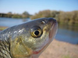 1. Ловля рыбы при помощи трусов и сухаря.
Оснащение: трусы, сухарь.
Техника применения:
1) засунуть сухарь между ягодицами
2) зайти в воду по пояс или чуть выше, спустить трусы до колен
3) когда рыба начнёт есть сухарь – быстро надеть трусы и бежать на берег

2. Ловля зайца на красный кирпич.
Оснащение: красный кирпич, пень, красный перец.
Техника применения:
1) положить кирпич на пень, посыпать красным перцем
2) заяц бежит по лесу, видит кирпич, думает: «Это что? Может морква?!», подходит к кирпичу и нюхает его. Далее, у зайца дико начинает чесаться в носу, он запрокидывает голову, набирает побольше воздуха и чихает, делая резкое движение головой вперёд, при этом с силой бьётся головой о кирпич и теряет сознание.
3) подбираем зайца, находящегося в коме, окончательно умерщвляем доступным способом, съедаем.

3. Ловля тигра на фанеру.
Оснащение: лист фанеры, молоток.
Техника применения:
1) на листе фанеры рисуем козу (ну или другое, интересное для тигра — в плане пожрать -животное).
2) несём лист фанеры в лес, где водится тигр, прячемся за лист, держа наготове молоток
3) тигр видит козу, кидается на неё, вонзает когти в фанеру.
4) при помощи молотка загибаем тигру когти с обратной стороны листа фанеры. Теперь тигр не может убежать, умерщвляем его доступным способом, употребляем.