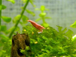 мое хозяйство