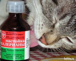 Фотоподборка за 06.08.2015