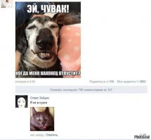 25 котов, которые так похожи на вас