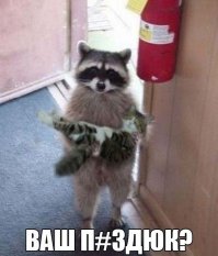 Что нужно знать, прежде чем завести дома енота