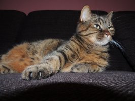 Рука в… лапе