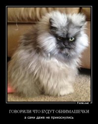 Рука в… лапе