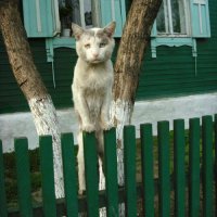 Коты более эмоциональны, чем вы думаете
