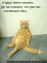 Кот против шуруповерта