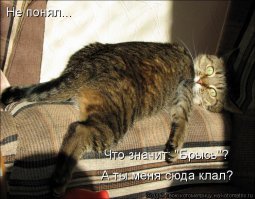 2000-летний отпечаток кошачьей лапы найден на куске римской черепицы