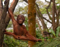Крутая растяжка - попробуй повтори.
