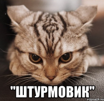 Коты более эмоциональны, чем вы думаете