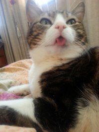 Коты более эмоциональны, чем вы думаете