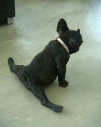 Что я пес какой что ли что бы повторять? НеЙожыковое это дело шпагаты садится