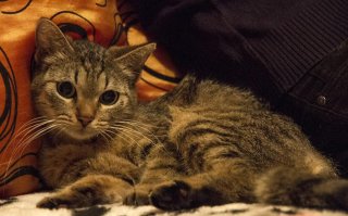 А как же?! Конечно есть! Вот она:
(Но, кстати, я тоже мурчать умею... ))