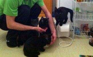 У моих тоже есть кормушка автоматическая. Называется раб кошачий