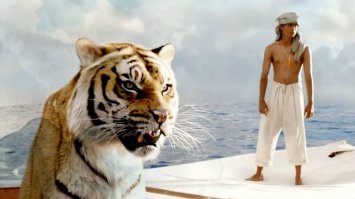 Тигры – дикий животный магнетизм в 25 потрясающих фотографиях