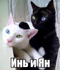 Кормушка, которая заставит кота поохотиться 