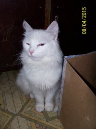 Коты более эмоциональны, чем вы думаете