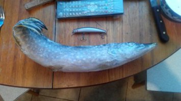 Однозначно я не великий мастер рыболов
Major Craft Solpara 0.5-7, aiko butch 2-16 (не ультра конечно ,но щуку с фото на неё взял) , kaida 1-10 и ещё каиды есть (дешовые они), daiwa старая, не только ультра-ловля,обычно в тубус кладу несколько палок
На ультралайт товарищь "подсадил" типа никогда пустой не придёш (не факт), мне нравится походить и покидать даже если и ничего не поймаю - в КАЙФ,на ультралайт (микроджиг)- "бычков" даже ловил :),почаще выбираться на водоёмы,получать удовольствие от процесса - только так наверно можно понять - прикольно с ультралайтом или нет, мне прикольно (не только с ультралайтом) ;)