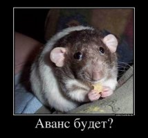 Милые факты