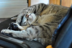 Ой, не могу... ПеревоЧЧик с кошачьего.