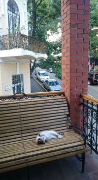 Спасибо тебе, автор! Красивые и страшные хищники. Вчера на выходе из офиса на меня напал один такой - еле ноги унёс...