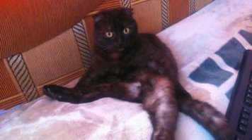 Коты более эмоциональны, чем вы думаете