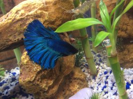 классно !!! А это мое :-)