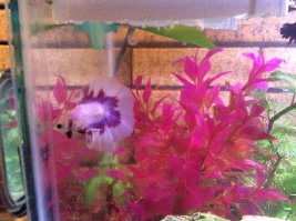 классно !!! А это мое :-)