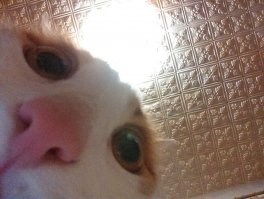 2000-летний отпечаток кошачьей лапы найден на куске римской черепицы