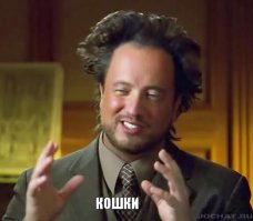 Что это за неведомая хрень или милые кошачьи испуги