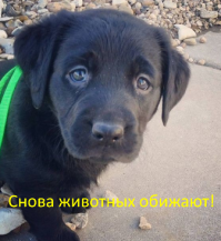 Собаки с гульками — новый модный тренд в мире моды