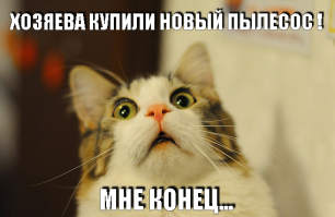 Коты более эмоциональны, чем вы думаете