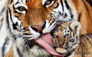 Тигры – дикий животный магнетизм в 25 потрясающих фотографиях