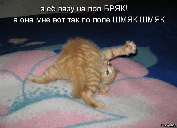 Милые котики