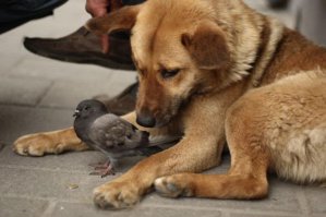 Собаки с гульками — новый модный тренд в мире моды
