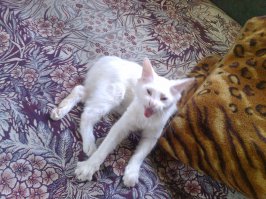 Попробуйте посмотреть этот пост и ни разу не зевнуть