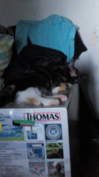 Нельзя кошек постоянно кормить недокормами (в т.ч. и сухими), болеть начинают к старости (а действительно хорошие корма, мокрые и сухие, стоят как паровоз, например мокрые от 300-500р/пачка на одну кормёжку). Кошка - хищник, её нужно кормить мясом (нежирная говядина, филе индейки, сердце, куриные потроха типа сердечек/желудков/печени) + немного овощей (у кого что едят, всё по-разному, наша ест варёную картошку, очень любит печенье) + травку для неё выращивайте на подоконнике (если на улицу не ходит).
Вон "морда" наша сейчас вылёживается довольная (фотографировал прям сейчас на телефон), ей уже 15 лет, 3 года назад начались проблемы со здоровьем, до этого кормили всякими разными недокормами (и дешёвыми и дорогими), бабла на лечение ушло уйма, теперь по совету врачей кормим только натур-продуктами, наша киса бодра и весела, живее всех живых и всех переживёт... ;)