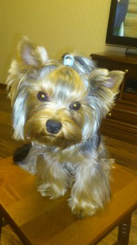 Собаки с гульками — новый модный тренд в мире моды