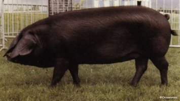 10 самых маленьких животных в своём виде