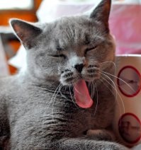 Котэ одобряэ..