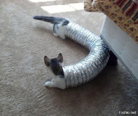 длинная котяра