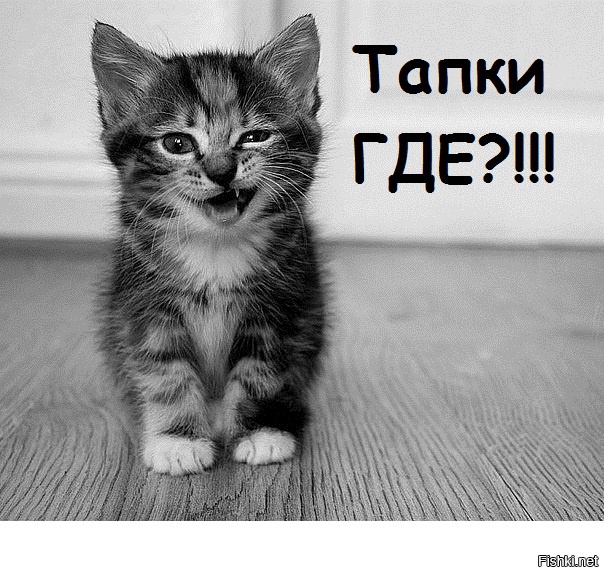 Милые котики