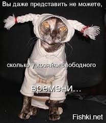 Домашние любимцы